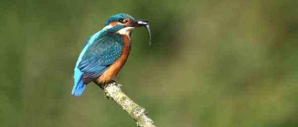 摄影爱好者耗时一年拍翠鸟入水捕捉鲦鱼(图)