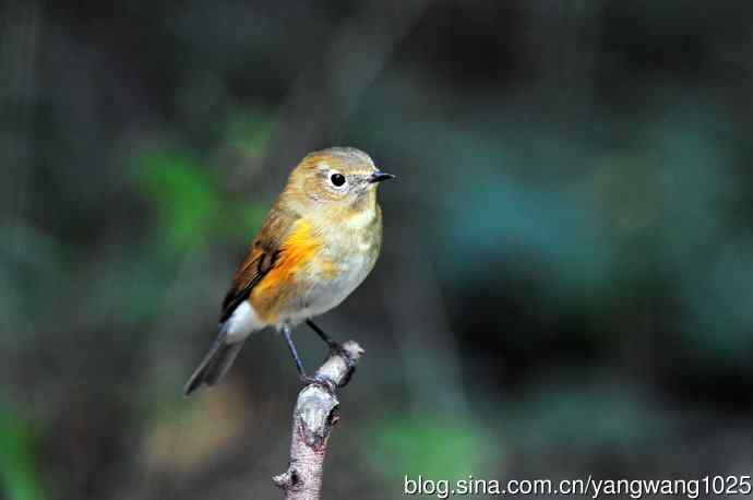 雌性红胁蓝尾鸲（47）