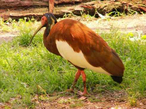 极品红色鸟类：美洲红鹮