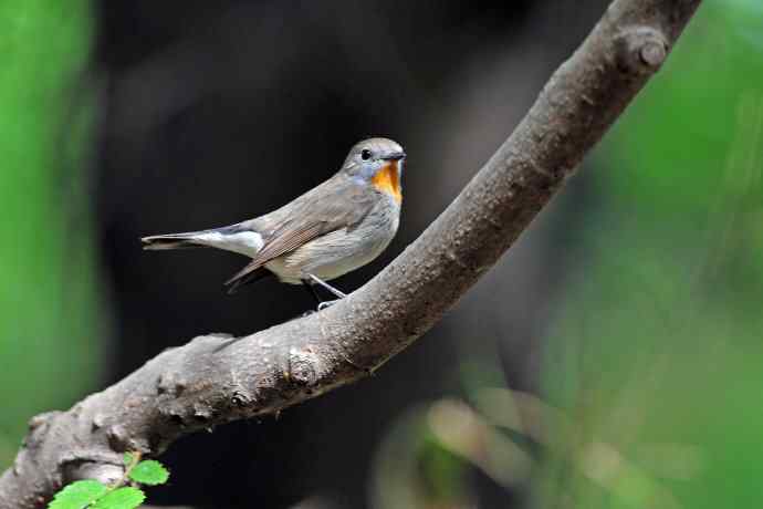 雄性红喉姬鹟（5）