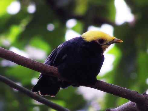 美丽无罪：雀鸟之辉椋鸟