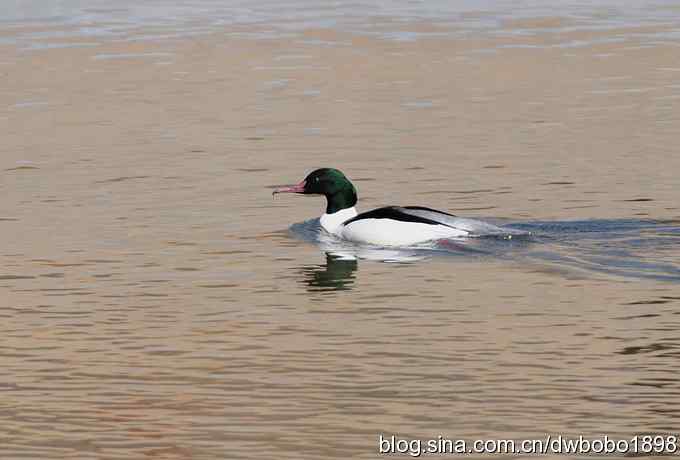 白河峡谷：鹮嘴儿小猫拍不够
