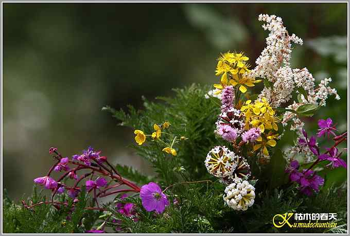 川西高原的那云、那山、那水、那些花儿【照片】