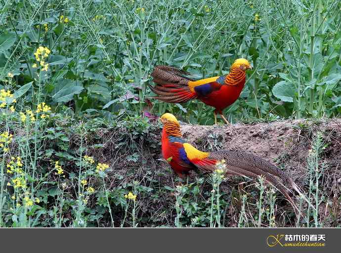 洋县拍鸟：红腹锦鸡