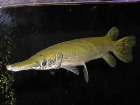 鱼类活化石：鳄雀鳝