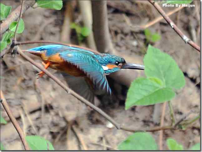  点击图片或使用键盘← →翻页