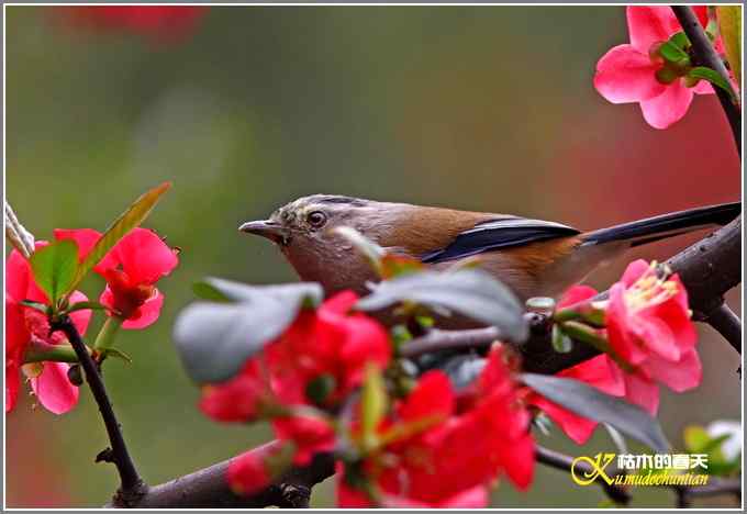 海棠花间的鈥溊冻嵯ｐ题潯菊掌