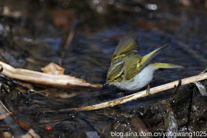 喝水的黄腰柳莺（1）
