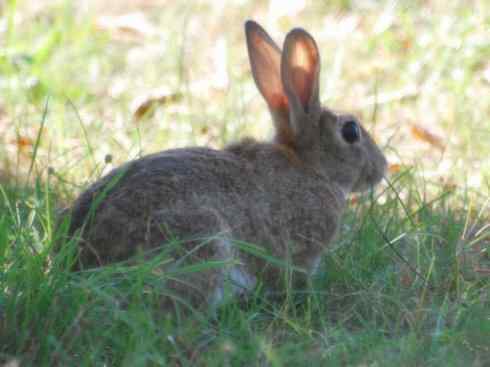 动物世界：山寨还是原创之十