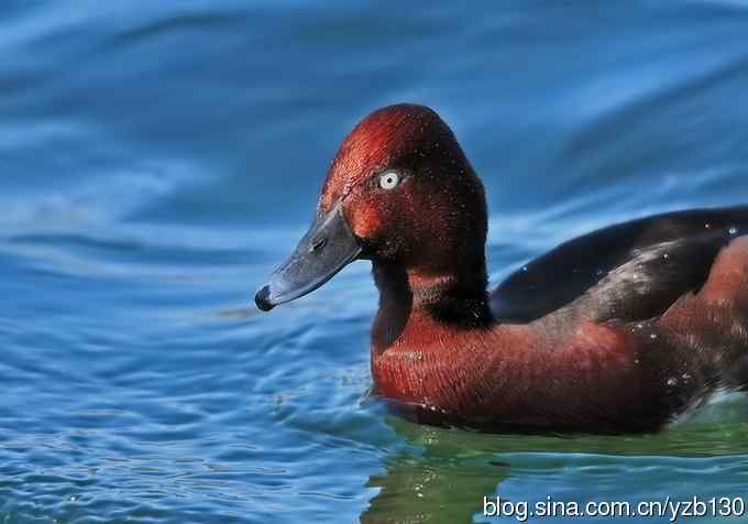 蓝之梦&bull;白眼潜鸭（组图，）
