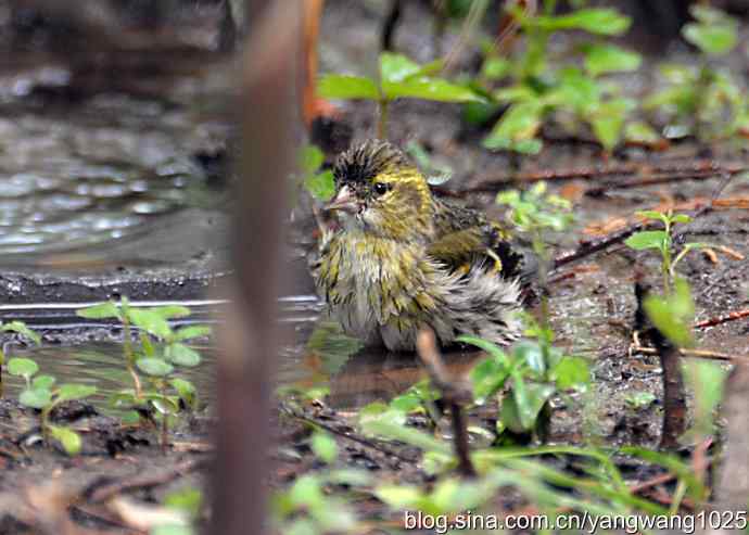 冲凉的小黄雀（2）