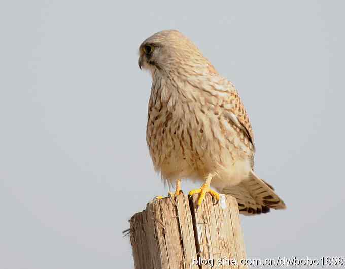 落地大鵟让偶急