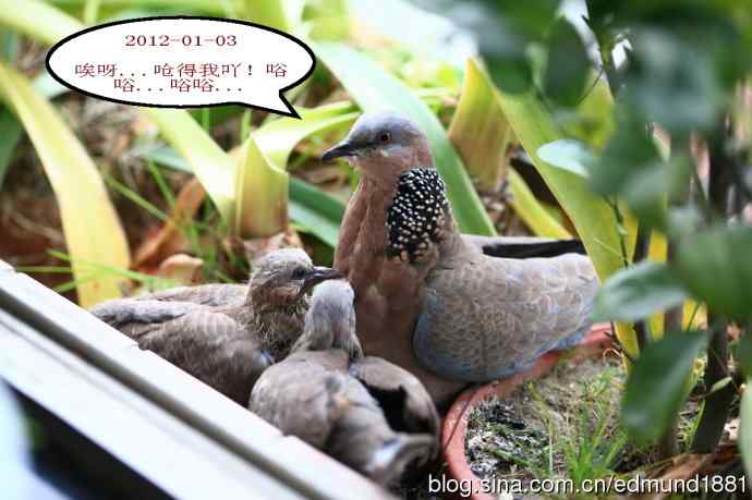 珠颈斑鸠育儿记