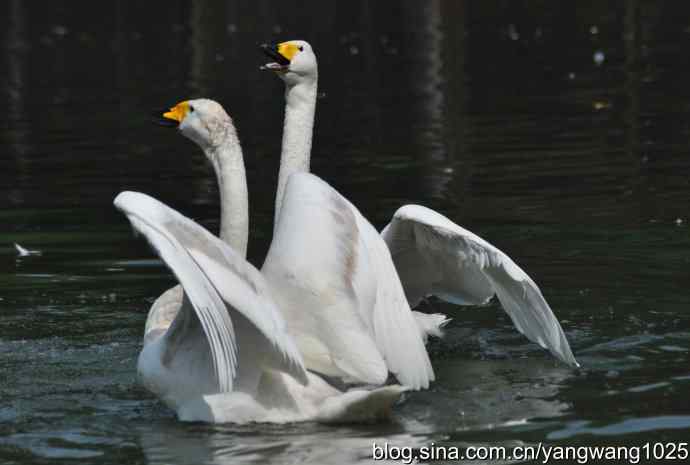 舞（天鹅之舞）