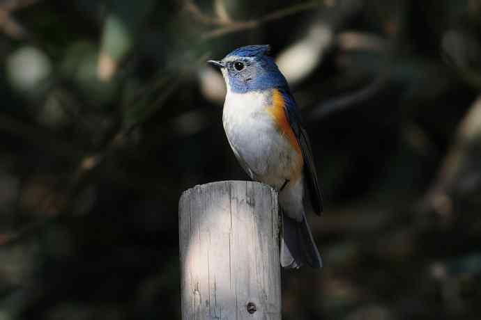 北植的红胁蓝尾鸲
