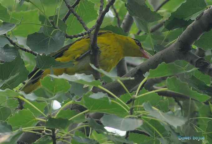 再拍:白眉.紫背和黄鹂 再拍:白眉.紫背和黄鹂