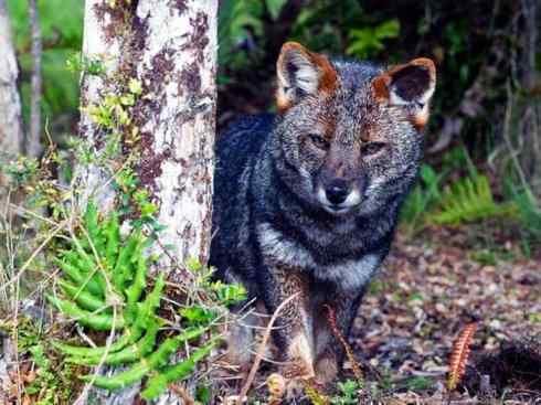 犬科：狐亚科伪狐属之阿根廷狐、山狐、达尔文狐