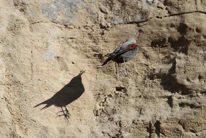 红翅旋壁雀