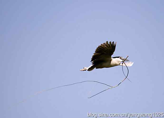 建家筑巢（夜鹭）