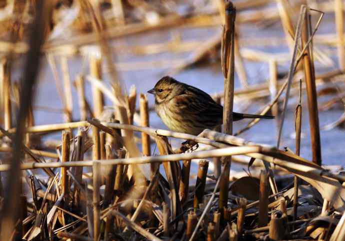 灰头鹀（记录版）