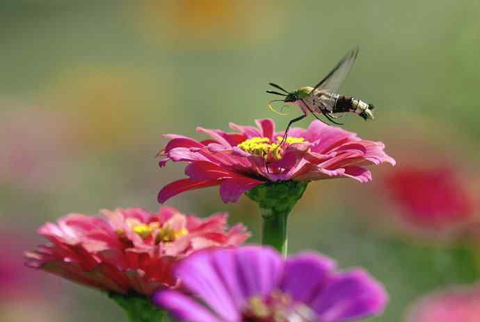 228.幸福像花儿一样美