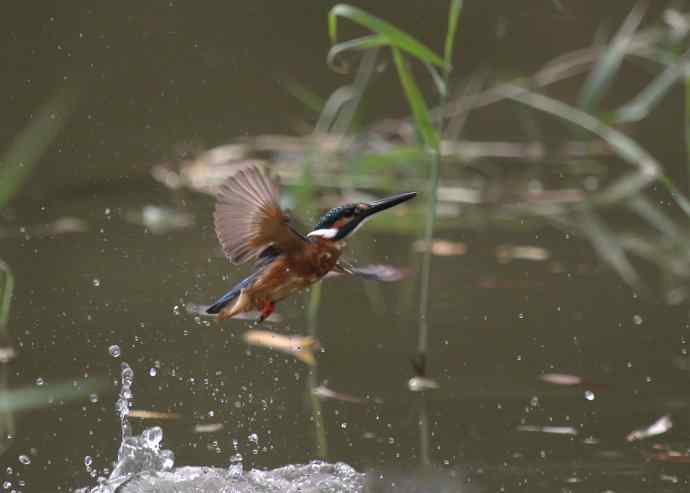 220.可爱小翠--飞姿图