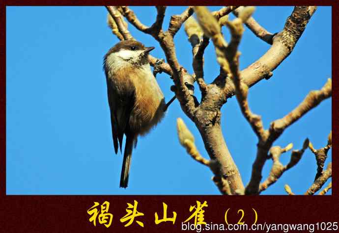 褐头山雀(2) 褐头山雀(2)