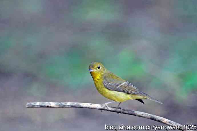 雌性绿背姬鶲（19）