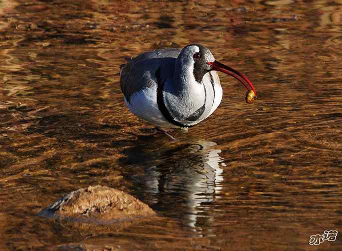 白河峡谷 wbr路 wbr鹮(huán wbr)嘴鹬(yù) 白河峡谷 wbr路 wbr鹮(huán wbr)嘴鹬(yù)