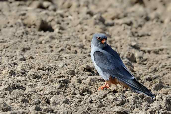 阿穆尔隼（摄于康西草原）
