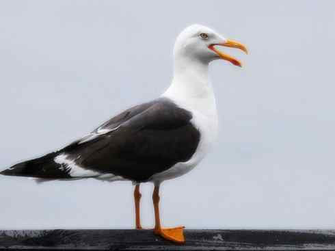 白头鸟系列:另类的美丽(黑背鸥) 白头鸟系列:另类的美丽(黑背鸥)