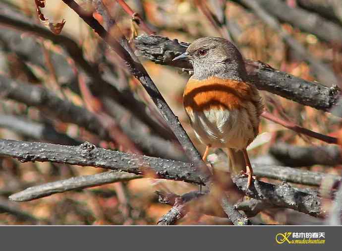 高原鸟鈥滒堆茵意潯臼蹬摹