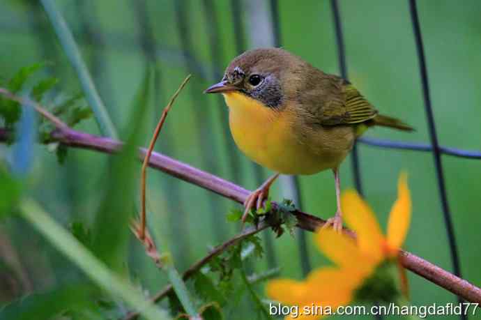 普通黄喉地莺路雌鸟