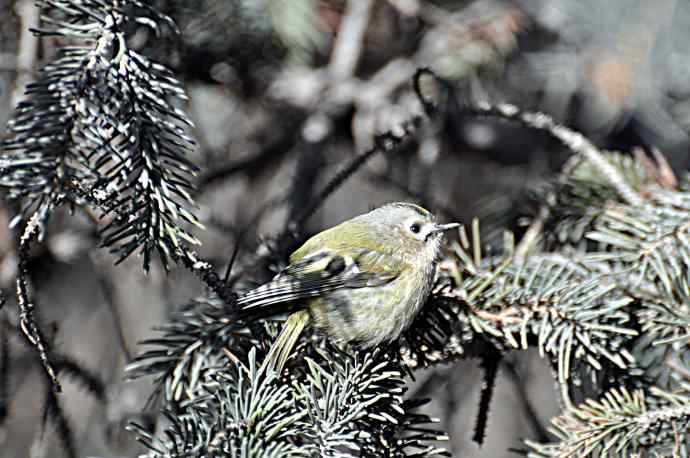 柏树丛中的戴菊 wbr1