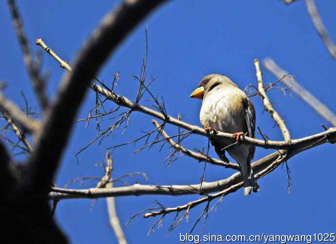 黑尾蜡嘴雀 wbr1