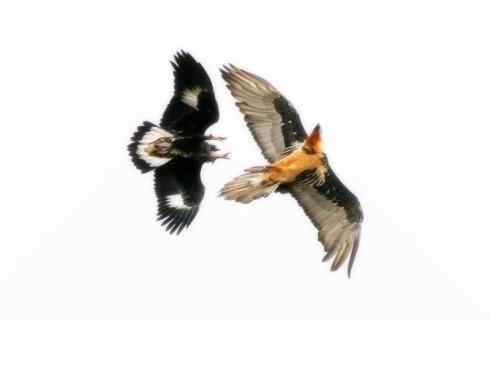 另类鸟类建筑师之一（白鹳、秃鹳）