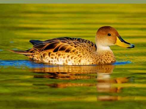 欣赏:美丽的钻水鸭5 欣赏:美丽的钻水鸭5