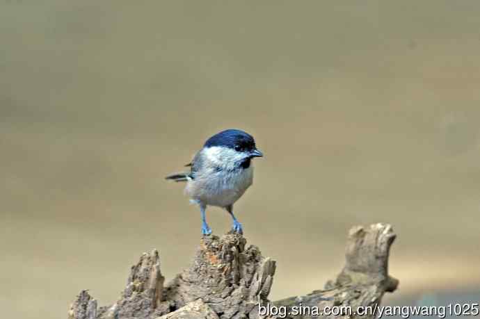 沼泽山雀(2) 沼泽山雀(2)