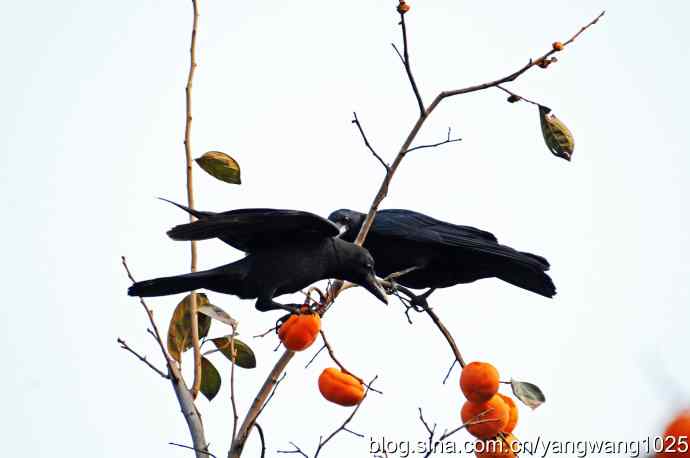 有福同享（记吃柿子的乌鸦）