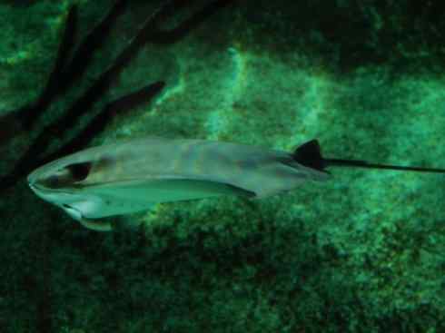 自然奇观：动物大迁徙(鲼)