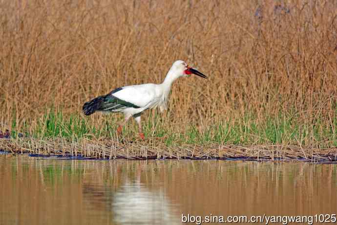 东方白鹳（11）