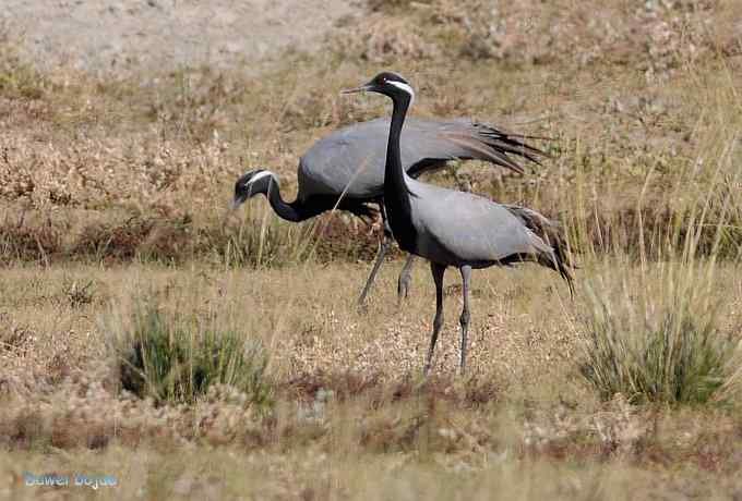 达里诺尔湖的蓑羽鹤