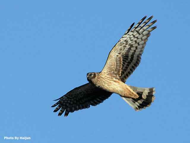 厚道的白尾鹞可以有