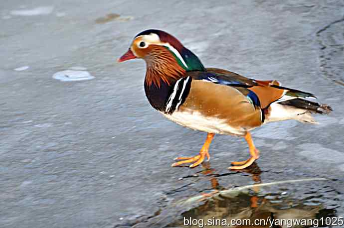 冰上的鸳鸯（雄性）
