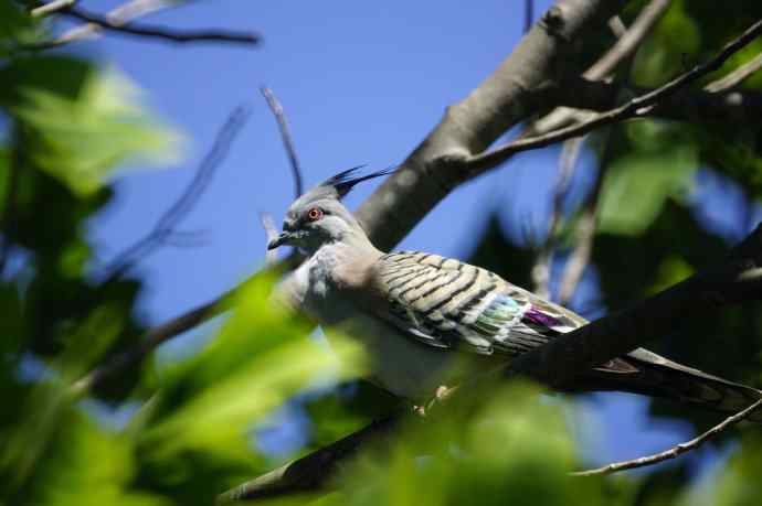 澳洲拍鸟鈥斺敶蚶α料啵1) 澳洲拍鸟鈥斺敶蚶α料啵1)