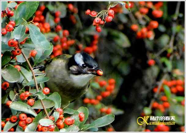 鈥湸蚰疋澦嫦搿菊掌