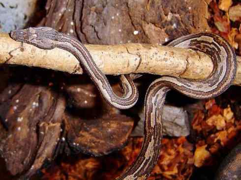 龙：传说的兽原型探秘（树蚺类）