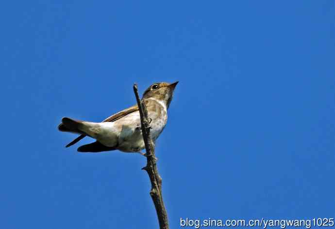 烏鶲（记录版）