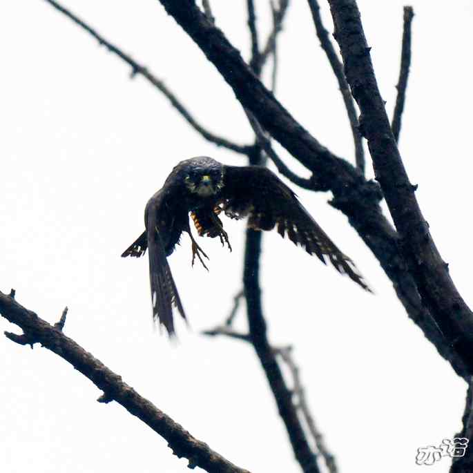 圆明园 wbr路 wbr雨中的隼 圆明园 wbr路 wbr雨中的隼