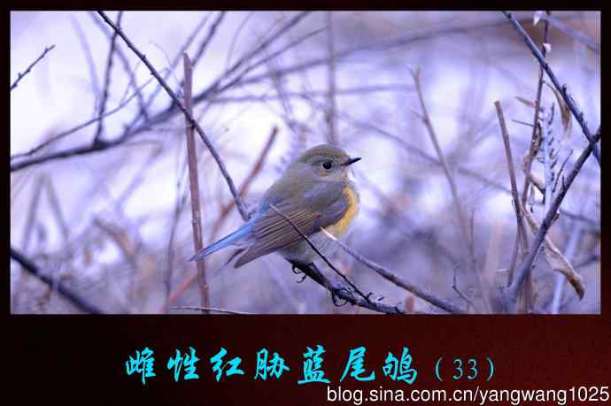 雌性红胁蓝尾鸲(33) 雌性红胁蓝尾鸲(33)